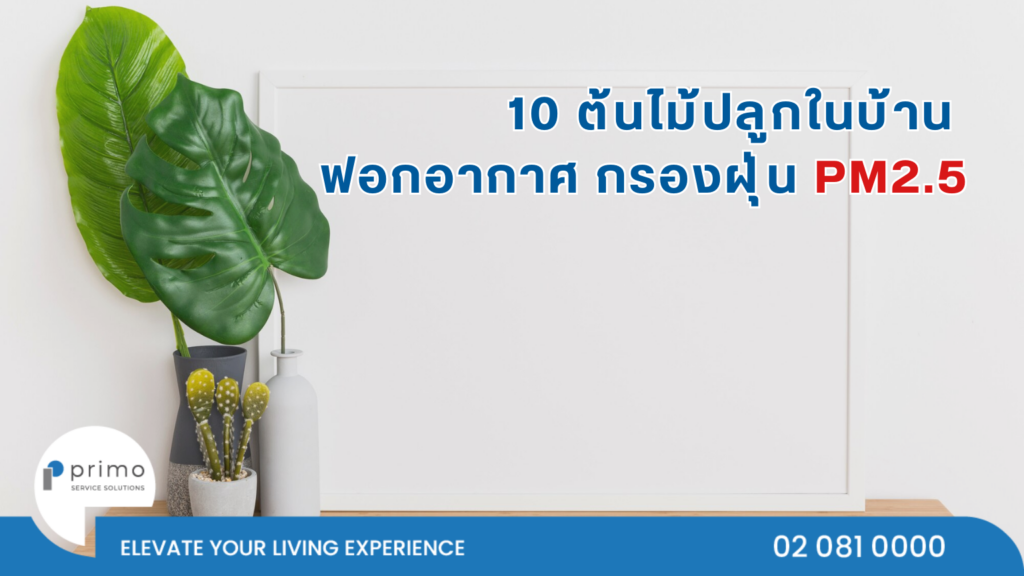 10 ต้นไม้ปลูกในบ้าน