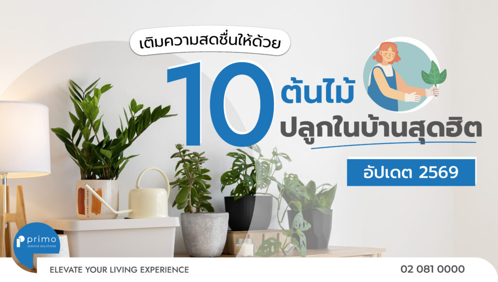 10 ต้นไม้ปลูกในบ้านสุดฮิต อัปเดต 2569