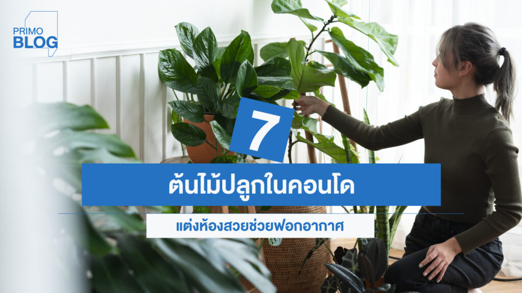 ต้นไม้ฟอกอากาศในคอนโด